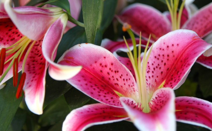 pink_lillies